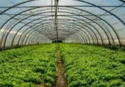 بعد زراعة الخيار داخل الصوب 