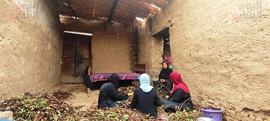 أعمال-تفصيص-الكركدية-فى-المنازل-جنوب-الأقصر