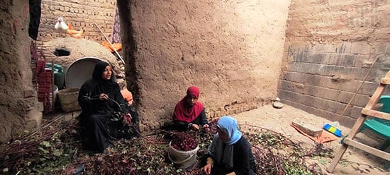 عمل-السيدات-فى-تفصيص-الكركدية-بمنازلهم