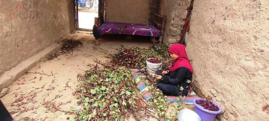 عمل-السيدات-فى-مرحلة-تفصيص-الكركدية-بعد-حصاده