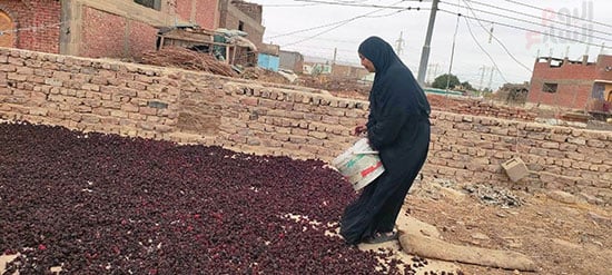 العمل-فى-موسم-الكركدية-فى-منازل-جنوب-الأقصر