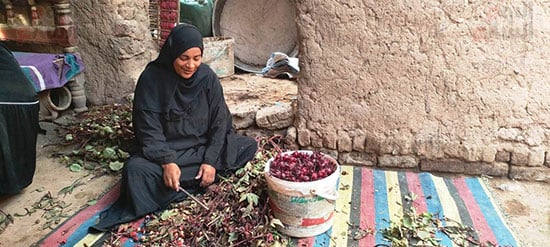 اخراج-اللوزة-من-اعواد-الكركدية-بعد-الحصاد