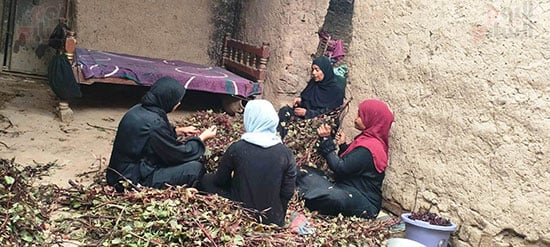 سيدات-القرى-جنوب-الأقصر-وفرحة-العمل-في-موسم-الكركدية