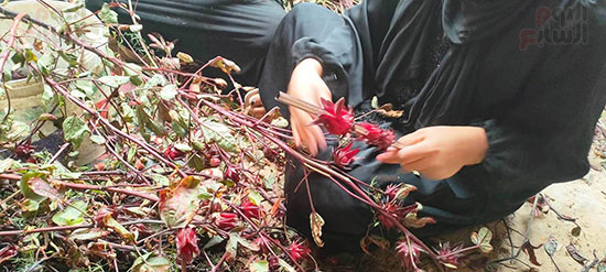 موسم-حصاد-وتفصيص-أعواد-الكركدية-قبل-طرحه-في-الأسواق