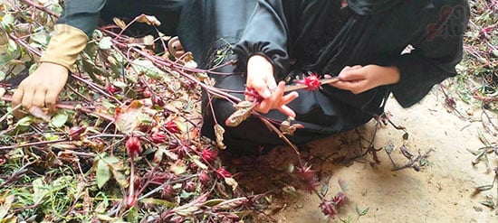 عمليات-تفصيص-أعواد-الكركدية-فى-المنازل-بالأقصر