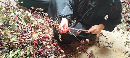 تفصيص-أعواد-الكركدية-عقب-حصاده-فى-الأقصر