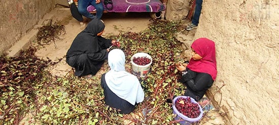 سيدات-الأقصر-خلال-العمل-فى-تفصيص-الكركدية-بالمنازل