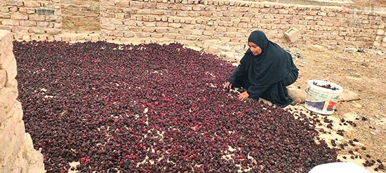 جانب-من-فرش-سجادة-الكركدية-فى-الهواء-عقب-حصاده