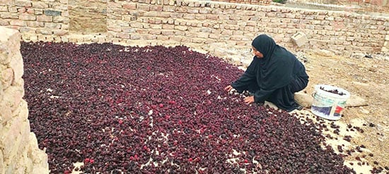 فرش-الكركدية-فى-الهواء-الطلق-بعد-حصاده-وتفصيصه