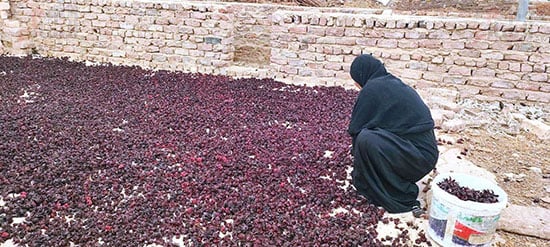 فرش-الكركدية-فى-الأرض-لينشف-فى-الشمس-بالأقصر