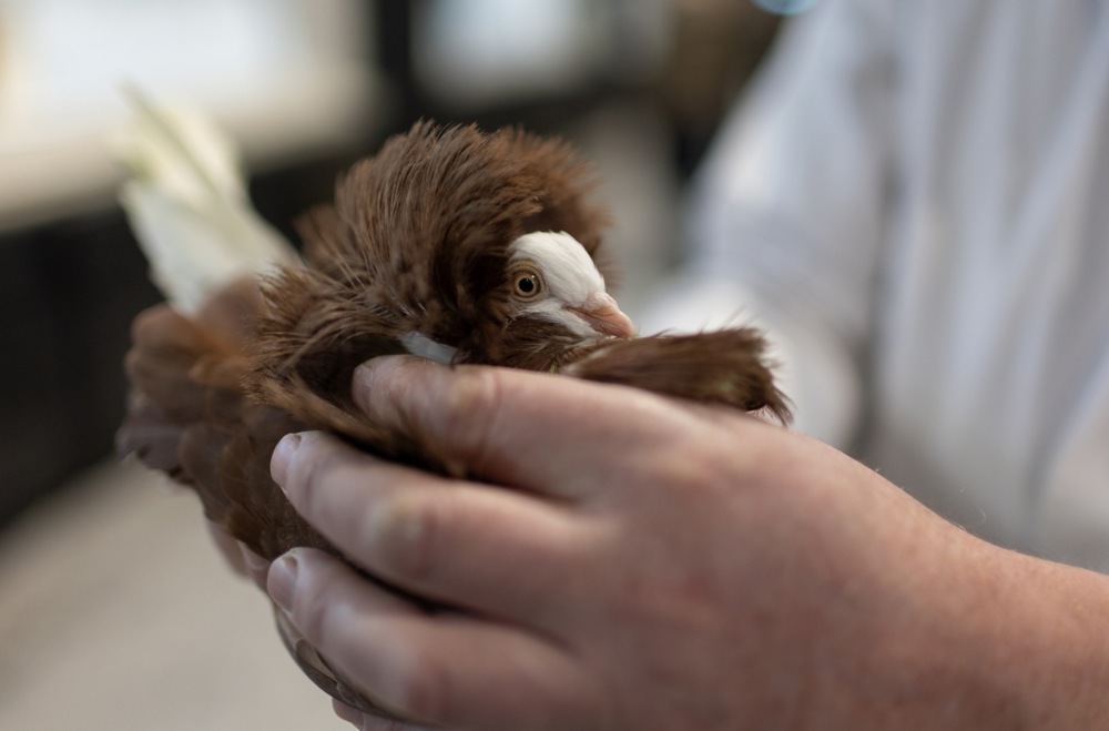 معرض الطيور فى بريطانيا (7)