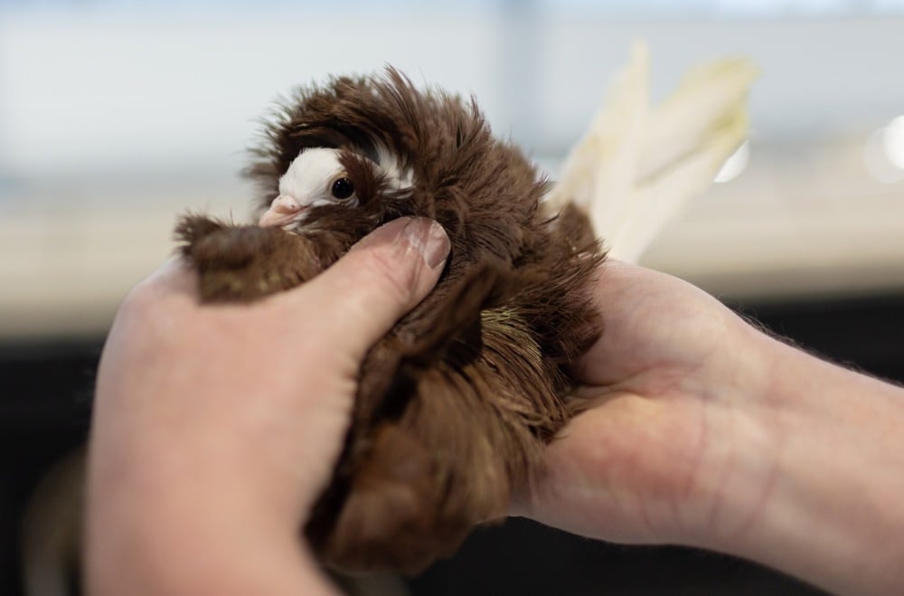 معرض الطيور فى بريطانيا (8)