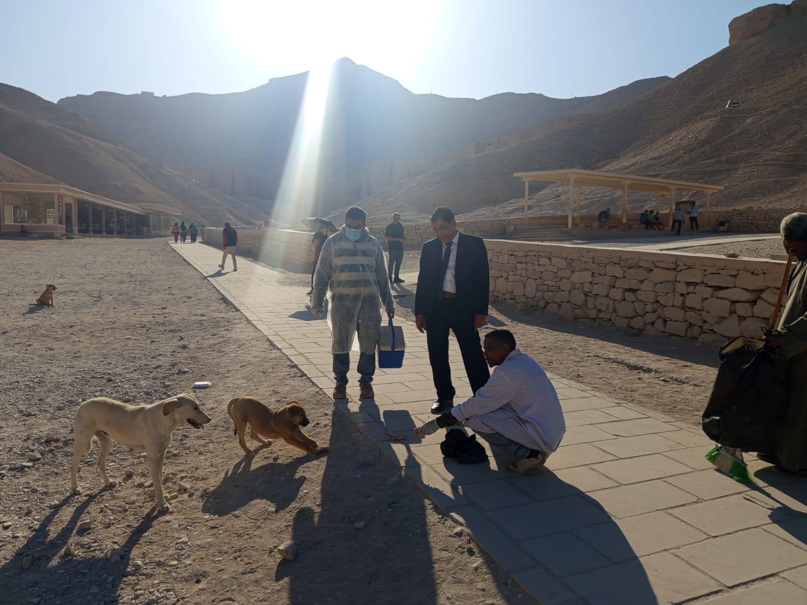 بيطرى الأقصر تجرى عمليات تحصين لـ52 من الكلاب الحرة بيطرى الأقصر تجرى عمليات تحصين لـ52 من الكلاب الحرة