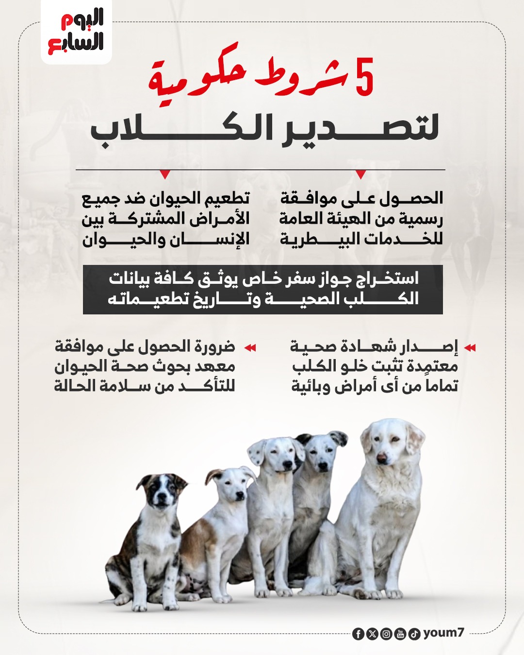 شروط حكومية لتصدير الكلاب