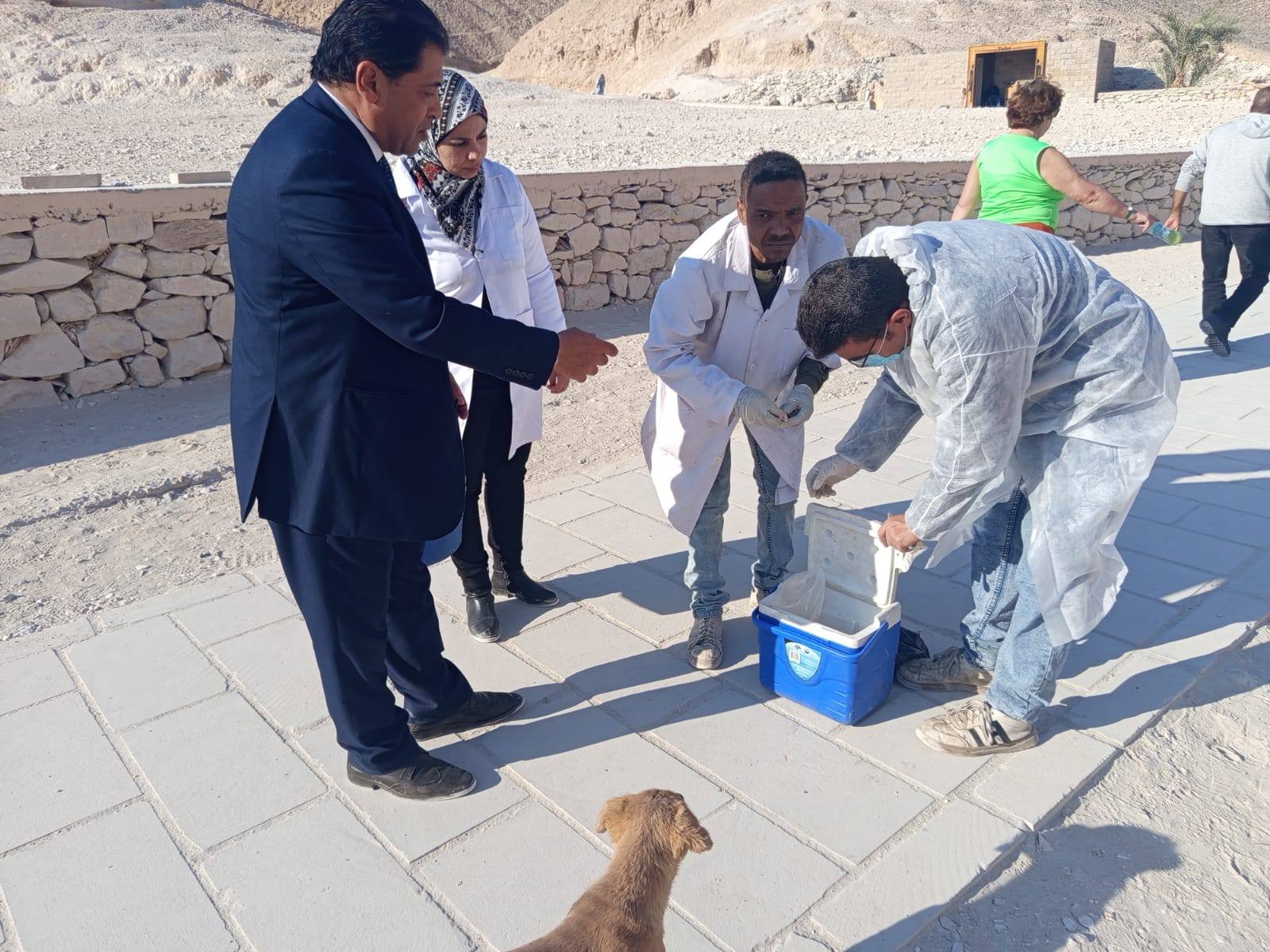 عمليات تحصين الكلاب الحرة فى المناطق الأثرية عمليات تحصين الكلاب الحرة فى المناطق الأثرية