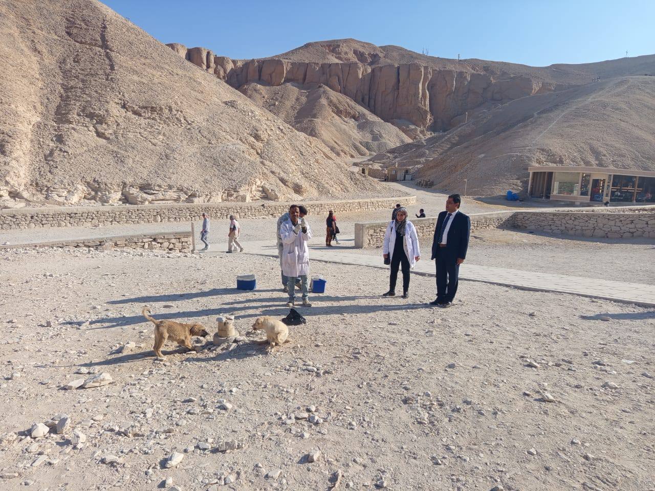 جانب من تحصين الكلاب الحرة فى منطقة وادى الملوك بالأقصر جانب من تحصين الكلاب الحرة فى منطقة وادى الملوك بالأقصر