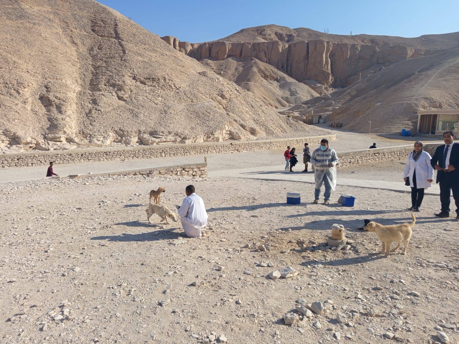 عمليات تحصين لـ52 من الكلاب الحرة في وادى الملوك بالأقصر عمليات تحصين لـ52 من الكلاب الحرة في وادى الملوك بالأقصر