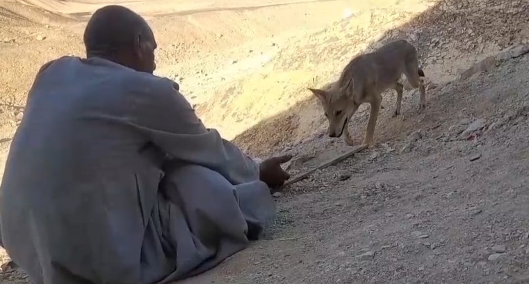 العم منصور يلعب مع الذئب 