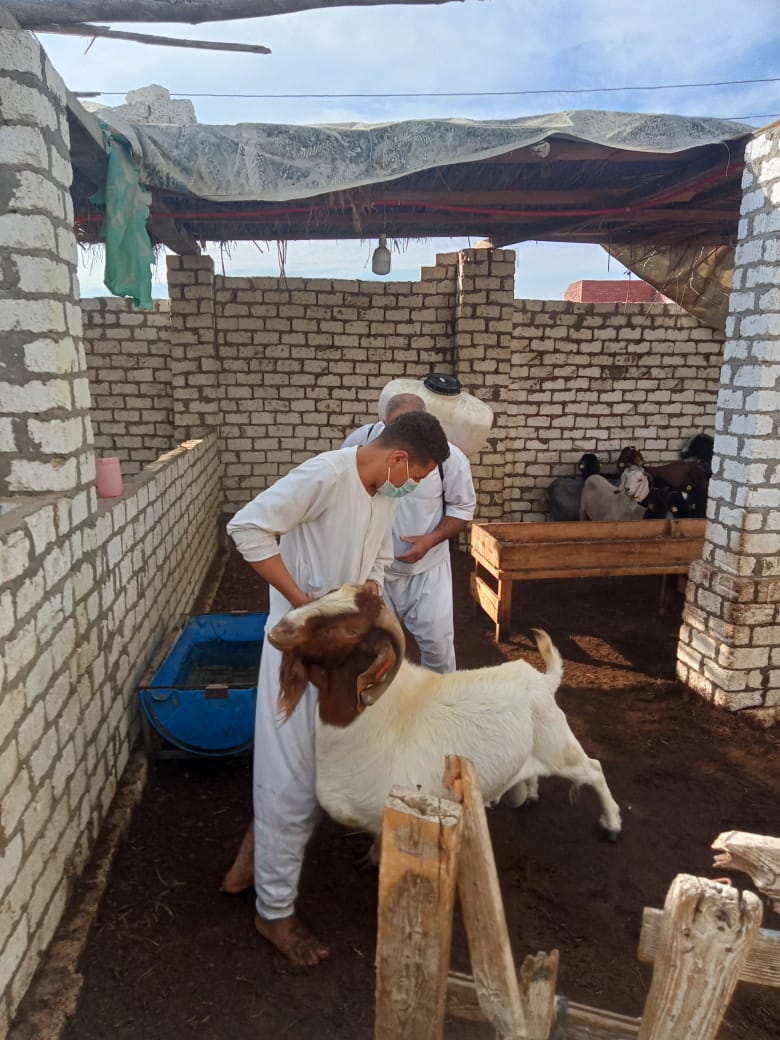 مشروع تحسين سلالات الماعز