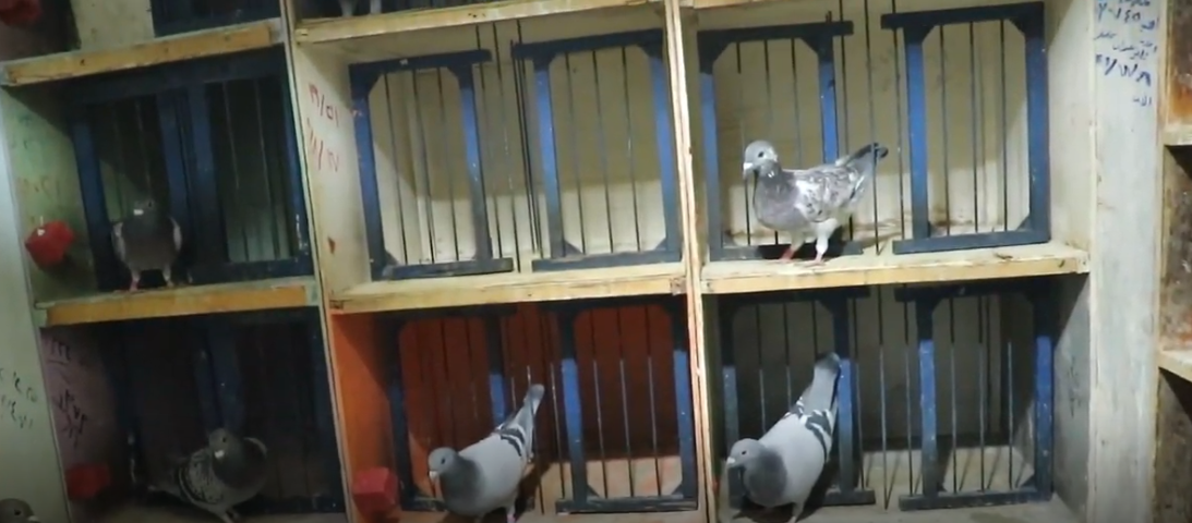 كل حمامه لها اللفت الخاص بها