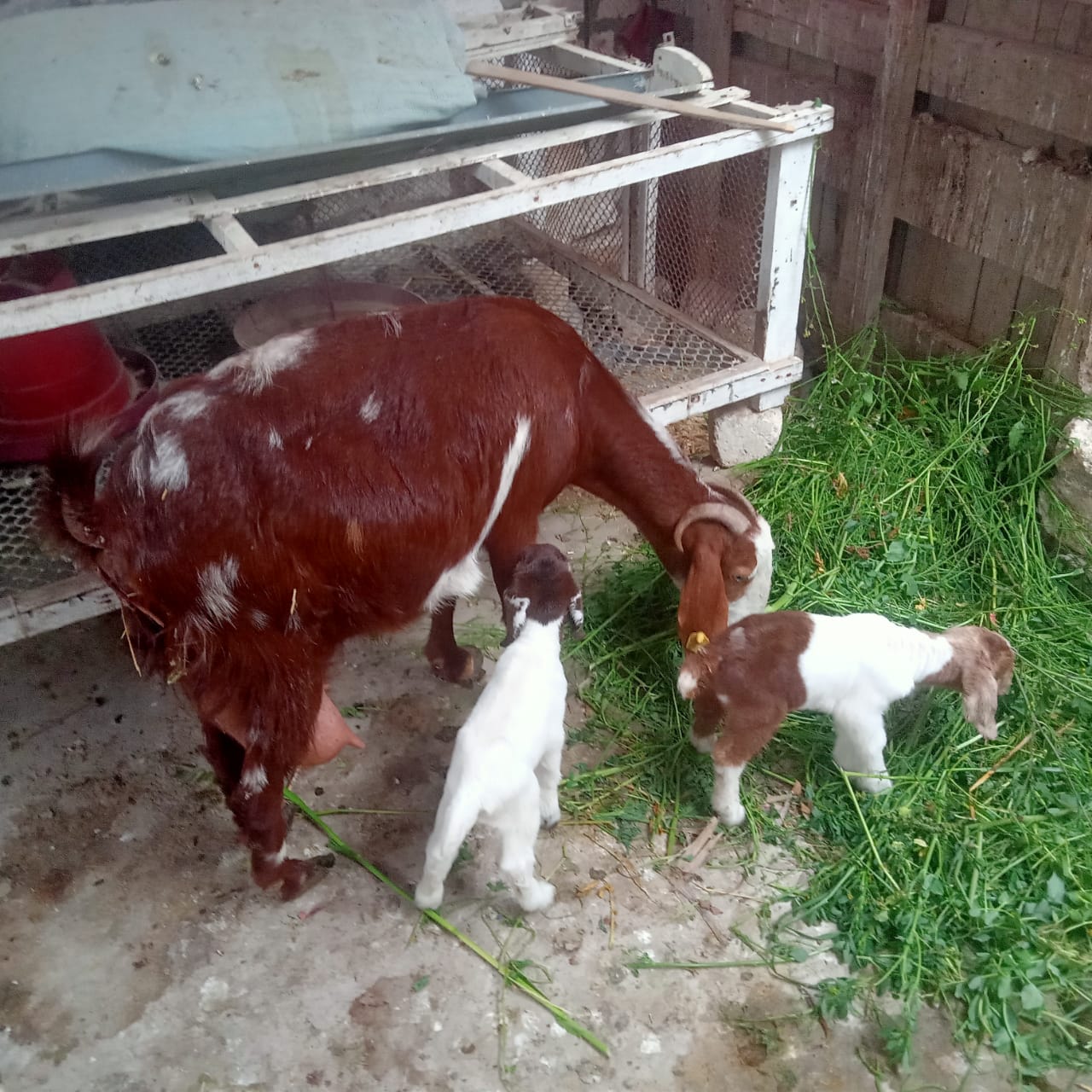 الولادات الجديد من الماعز البرقي المصري