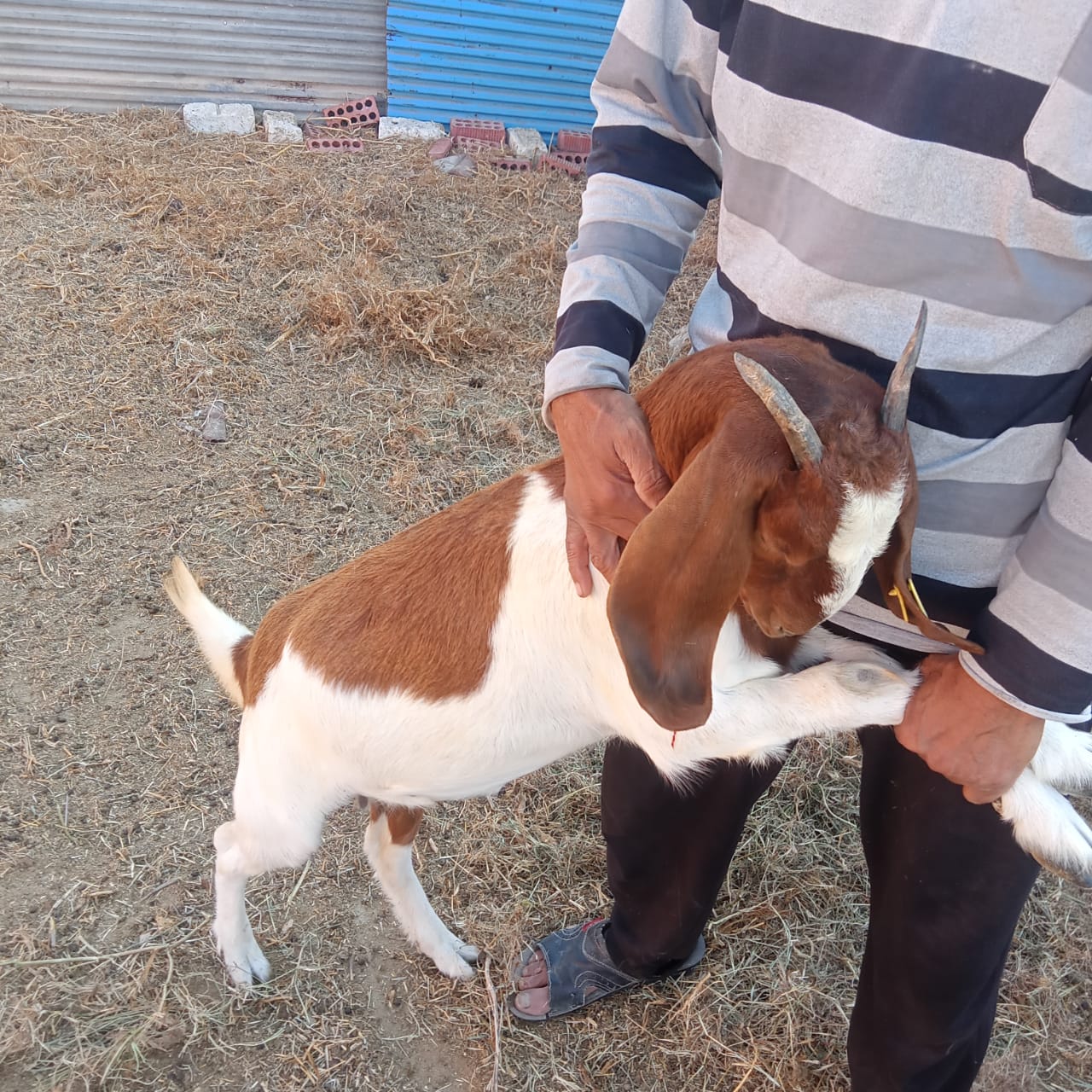 سلالات الماعز البرقي المصري