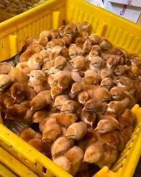 الكتاكيت التى يتم توزيعها على الأسر