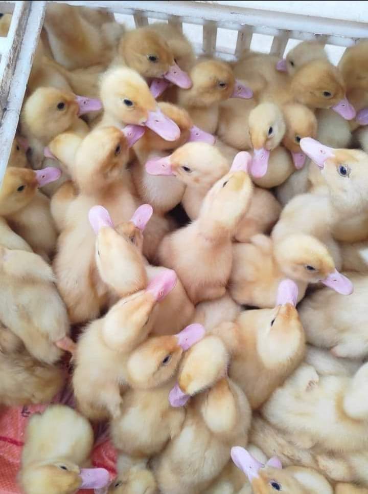 جانب من مشروع سلالات دواجن بلدية