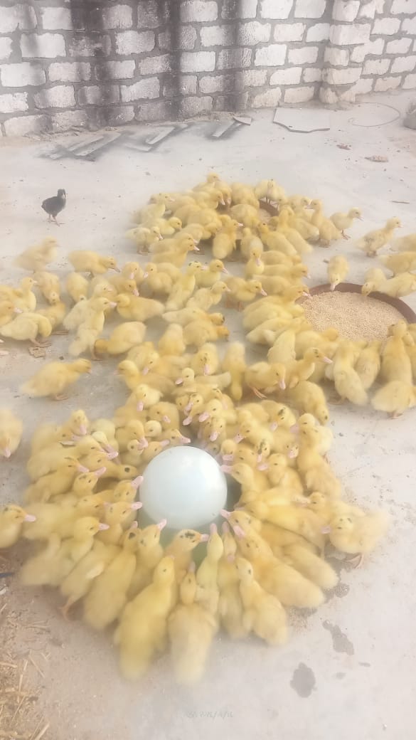 سلالات دواجن بلدية