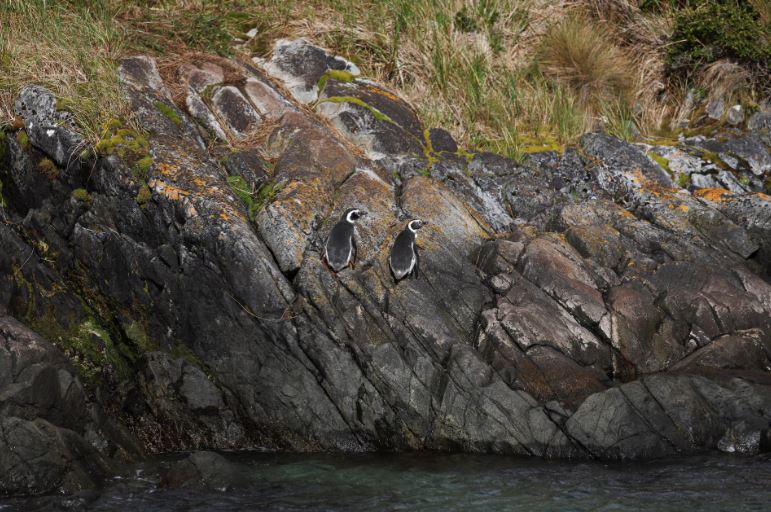 على حافة العالم.. الحديقة الوطنية فى تشيلي نقطة التقاء الأمريكتان بالقارة القطبية الجنوبية (5)