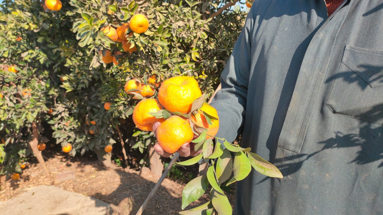 حصاد اليوسفي بجناين القرية