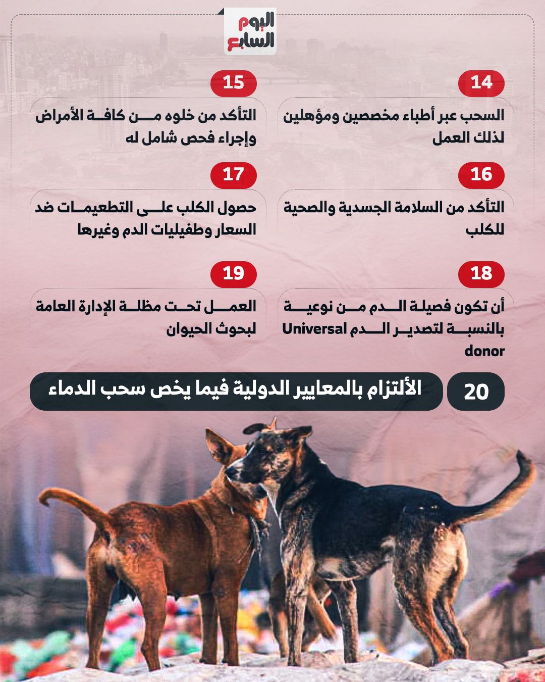 الالتزام بالمعايير الدولية