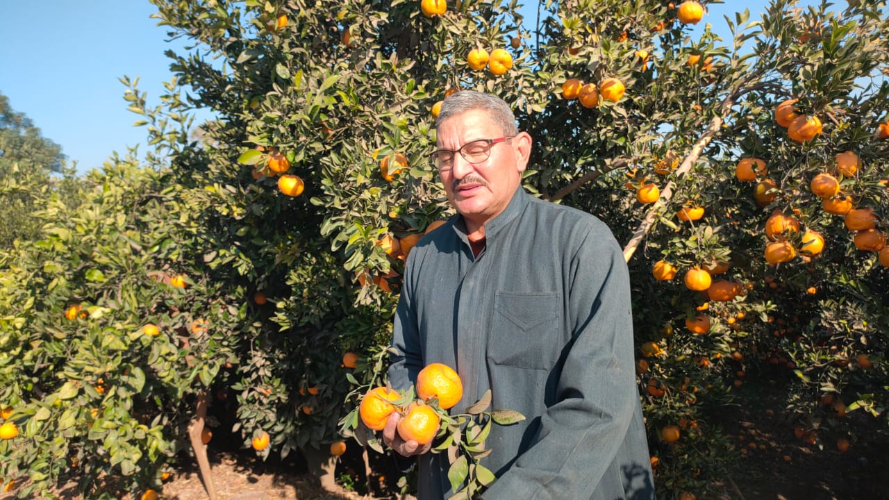 جنائن اليوسفي بقرية تفهنا العزب