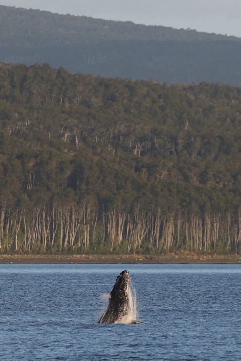 على حافة العالم.. الحديقة الوطنية فى تشيلي نقطة التقاء الأمريكتان بالقارة القطبية الجنوبية (11)