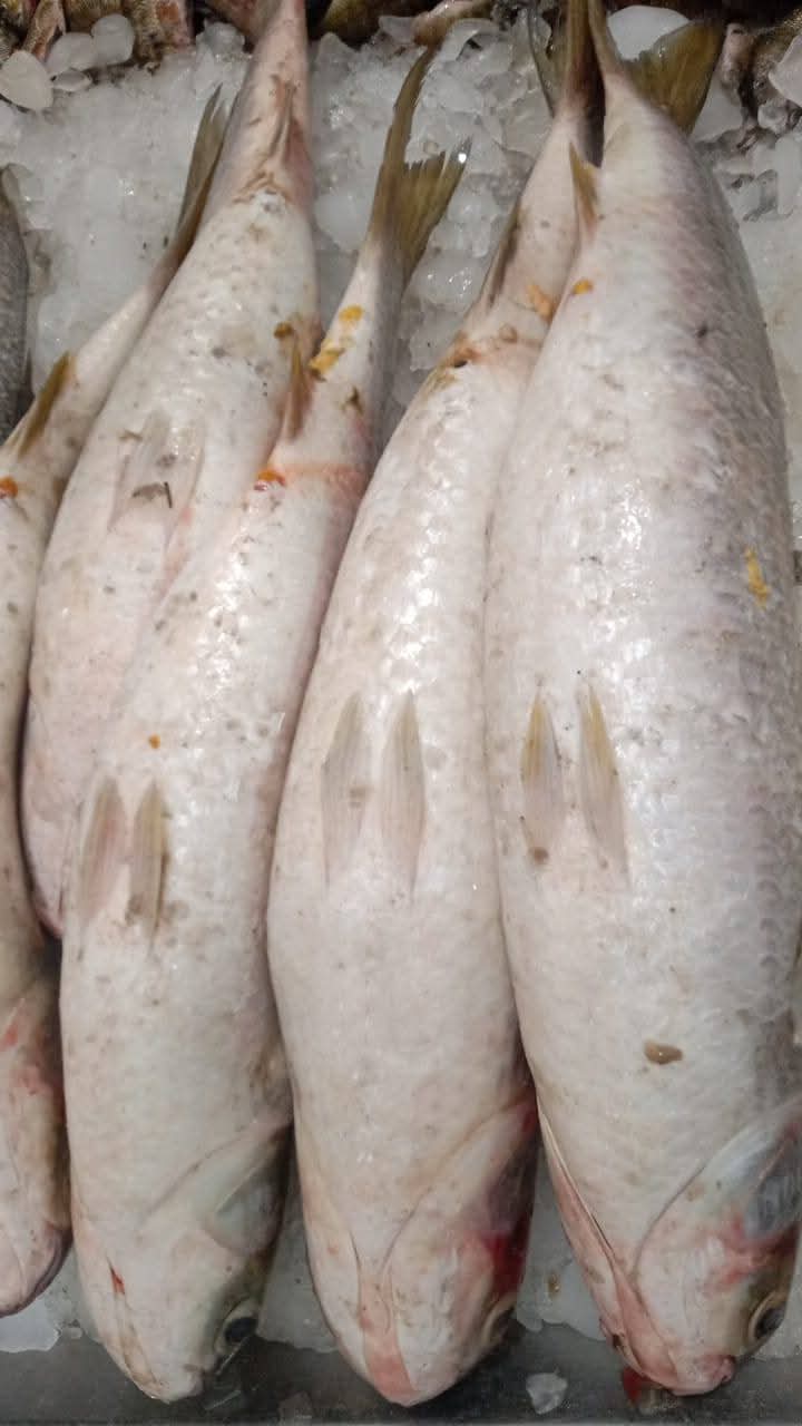 بداية موسم الفوارغ بدمياط