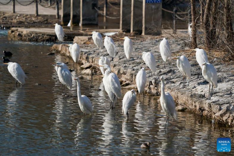 طيور البلشون (6)