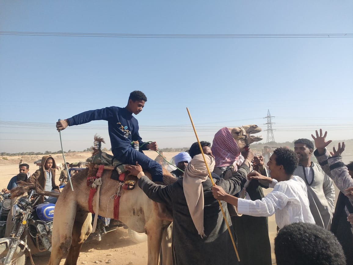 لحظات الحفاوة بالجمال الفائزة فى سباقات الهجن