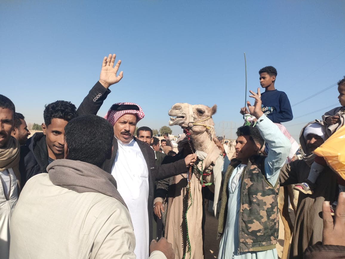 الحفاوة بالجمال الفائزة فى سباقات الهجن جنوب الأقصر