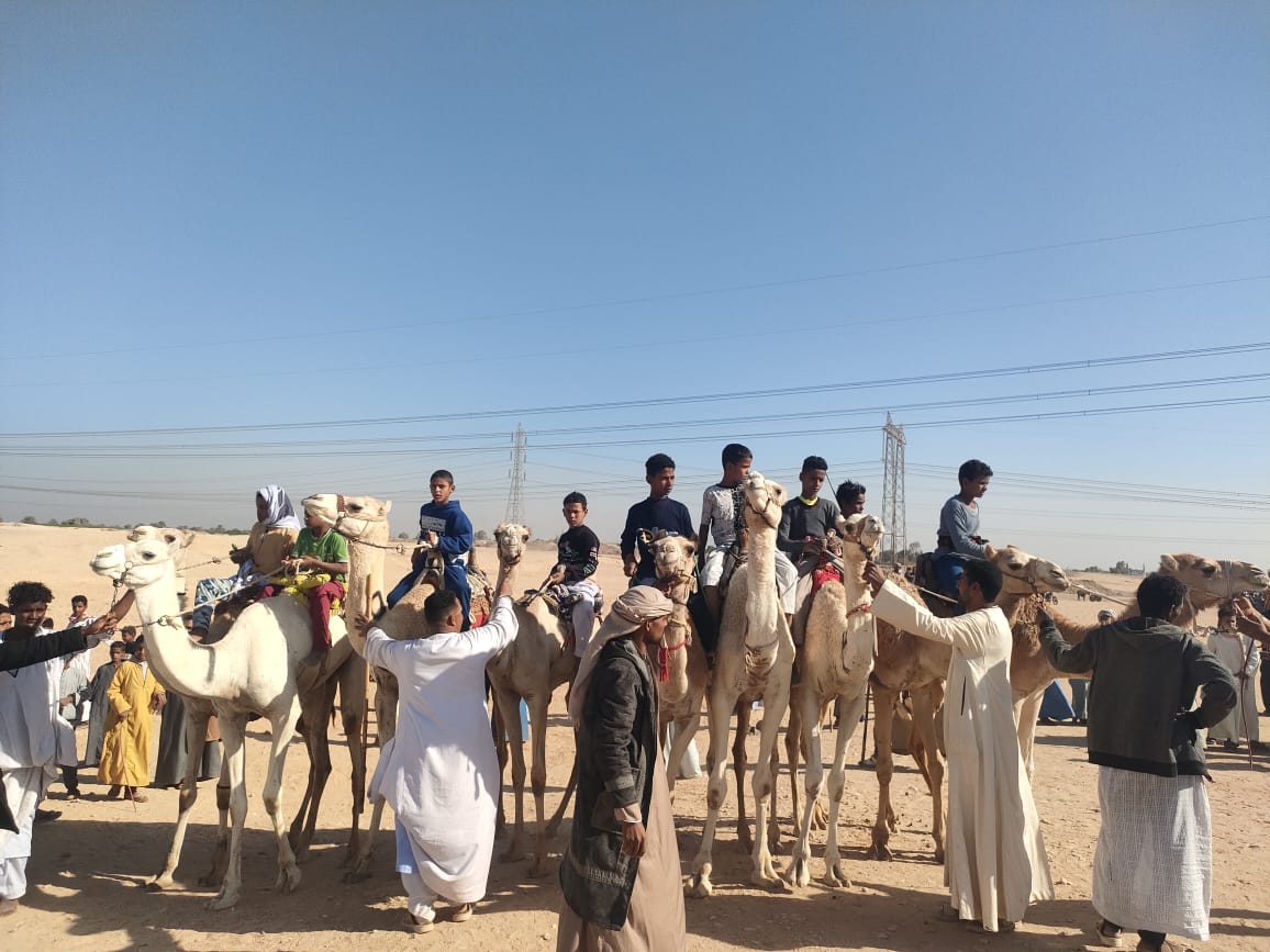 مشاركة الشباب فى سباقات الهجن جنوب الأقصر_1