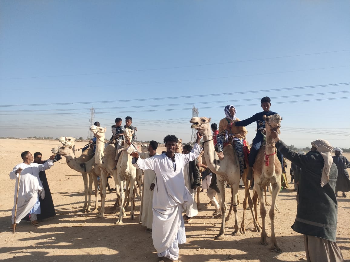 جانب من سباقات الهجن المميزة جنوب الأقصر