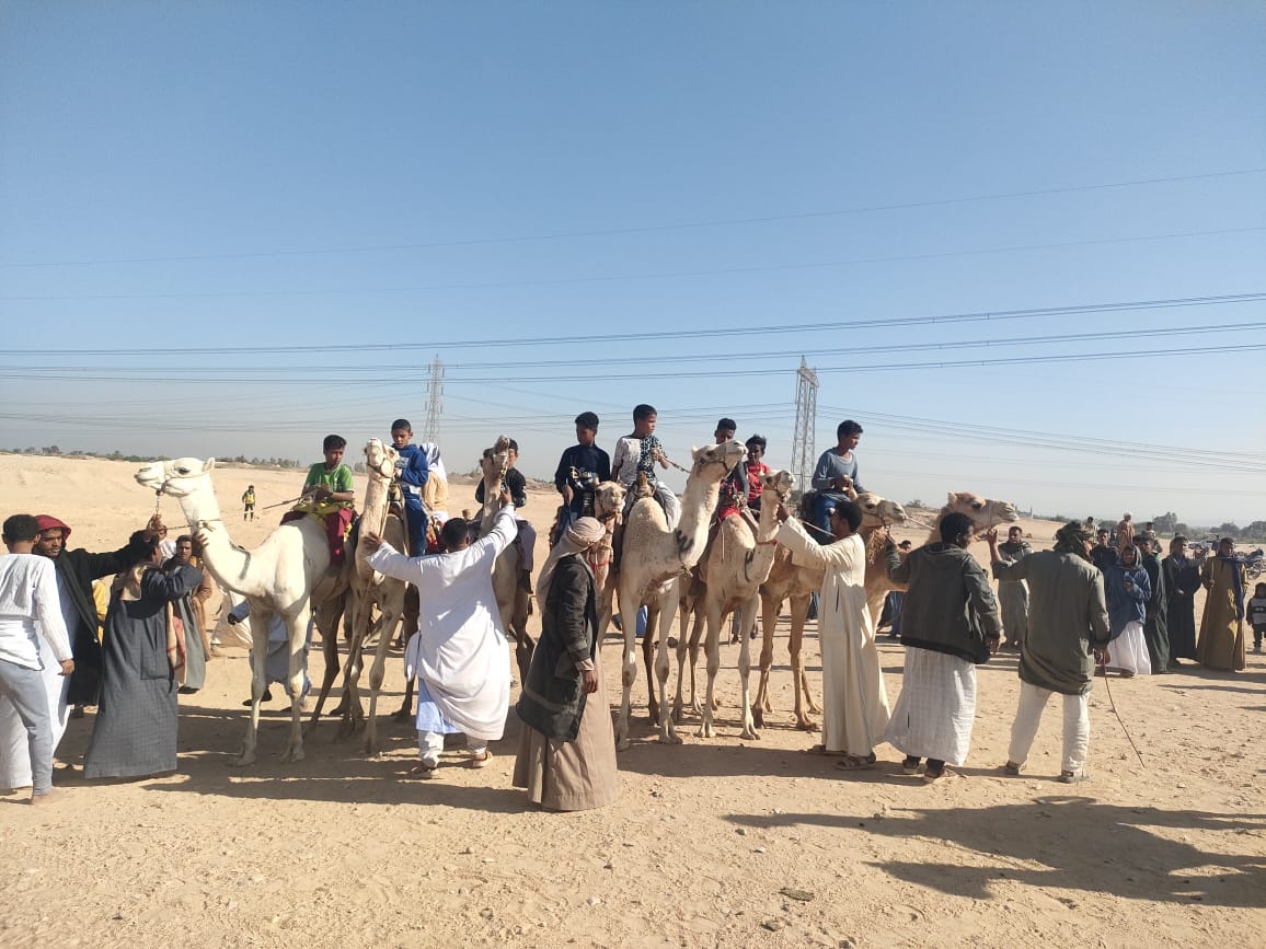 خط البداية لسباقات الهجن فى جنوب الأقصر