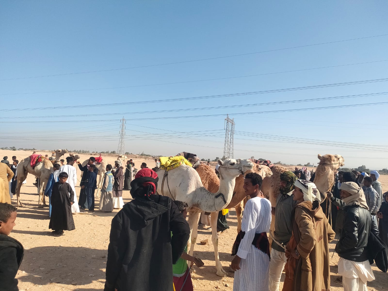 الشباب يتجمعون للإستمتاع بسباقات الجمال فى الظهير الصحراوى