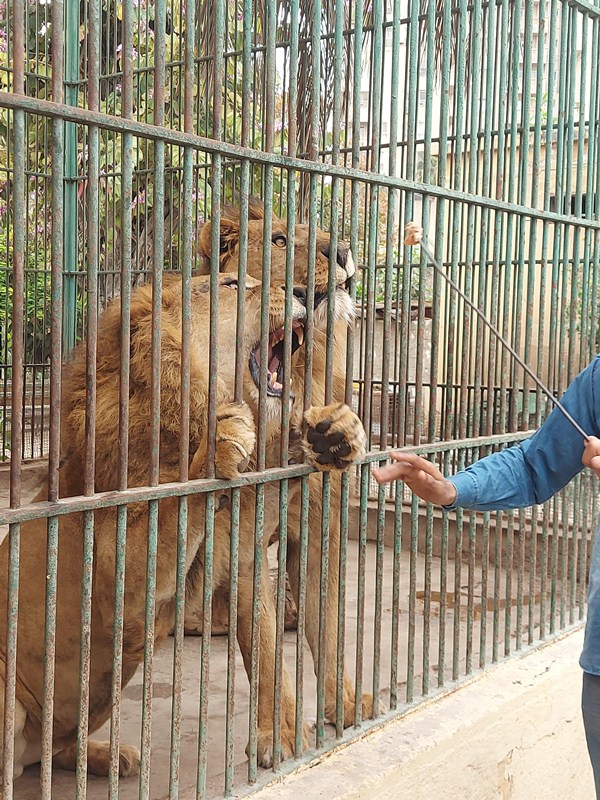 ملك الغابة بحديقة حيوان الاسكندرية ملك الغابة بحديقة حيوان الاسكندرية