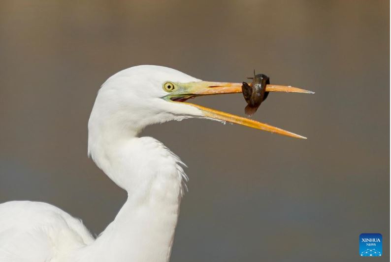 طيور البلشون (5)