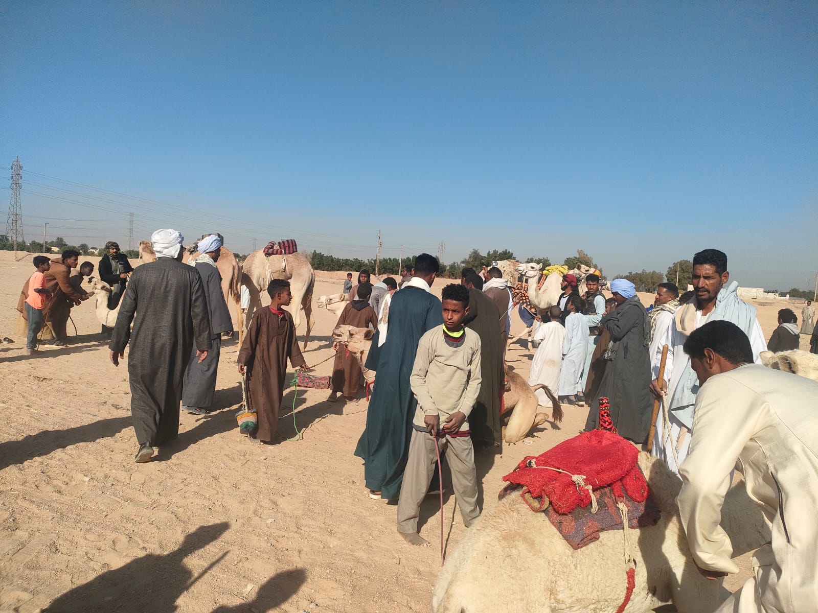 تجهيز الجمال فى الظهير الصحراوى بسباقات الهجن