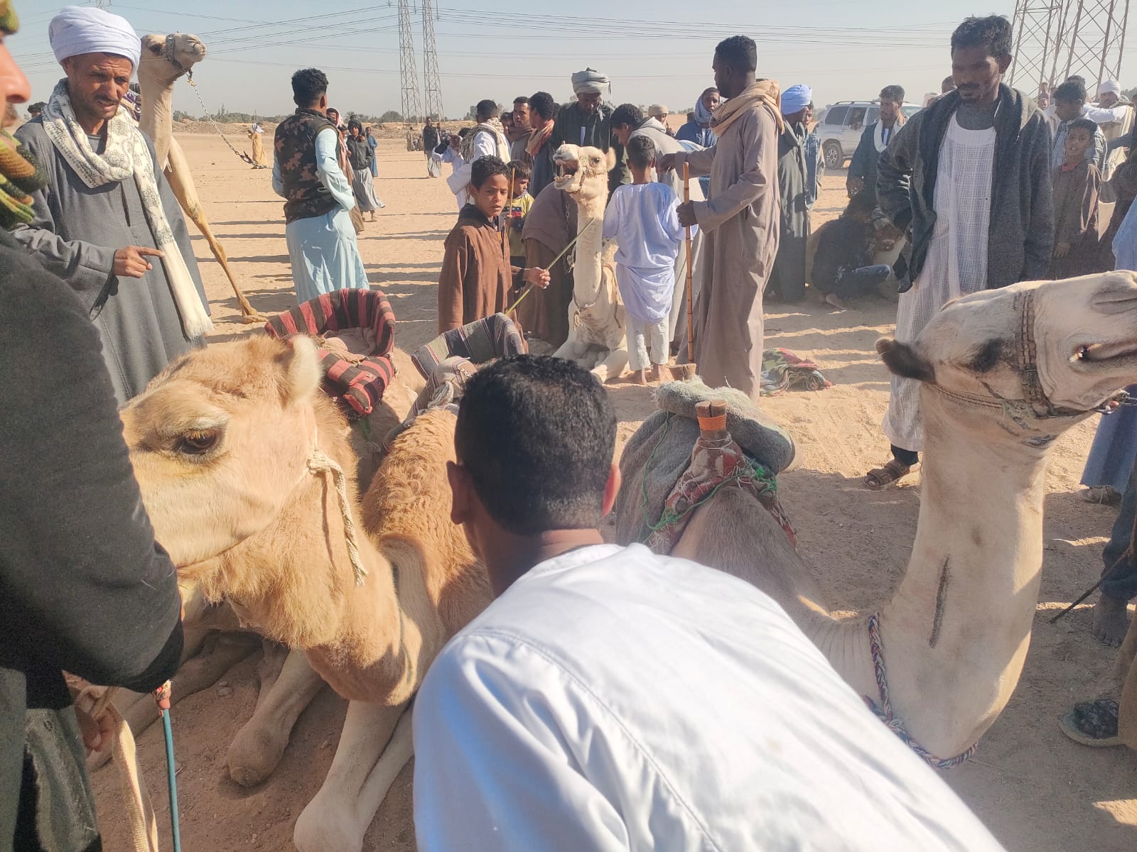 تجهيزات مميزة للجمال قبل الانطلاق فى سباقات الهجن