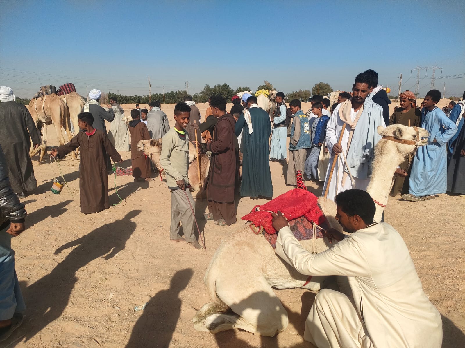 جانب من تجهيز الجمال لسباقات الهجن