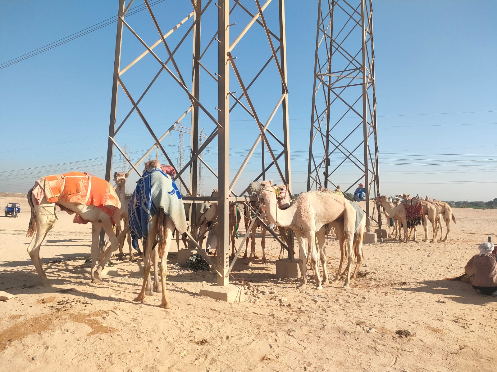 الجمال جاهزة للمشاركة فى سباقات الهجن بالأقصر