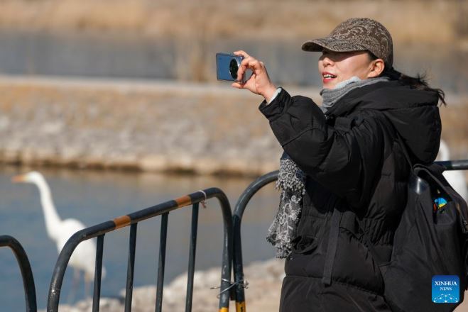 طيور البلشون (2)