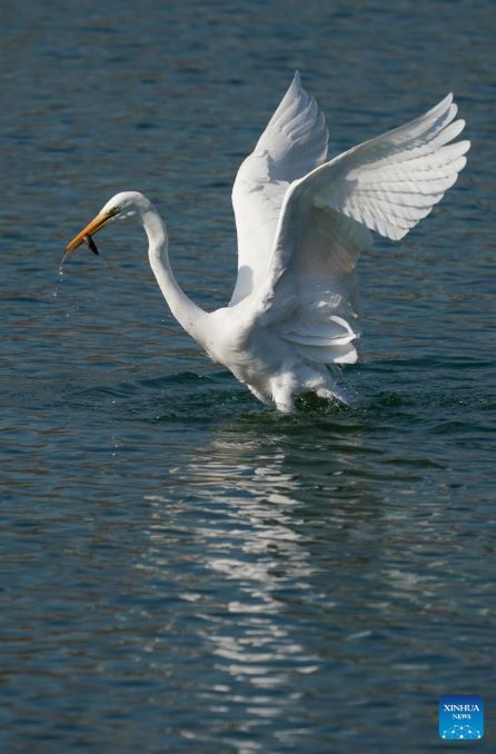 طيور البلشون (3)